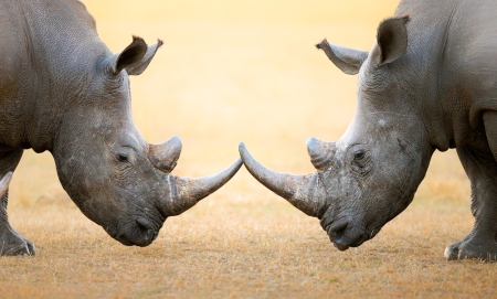 rhinoceros' fight head to head